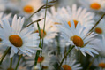 Margeriten – beliebte Blumen im Garten und auf der Wiese