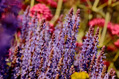 Englischer Lavendel mit Biene