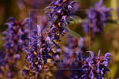 Blüten vom englischen Lavendel