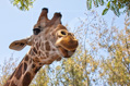 Die Giraffe schaut neugierig