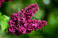 Beautiful red lilac