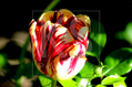 Geflammte Tulpen sind Hingucker in jedem Garten!