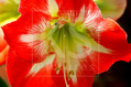 Amaryllis - their flowers bloom at Christmas